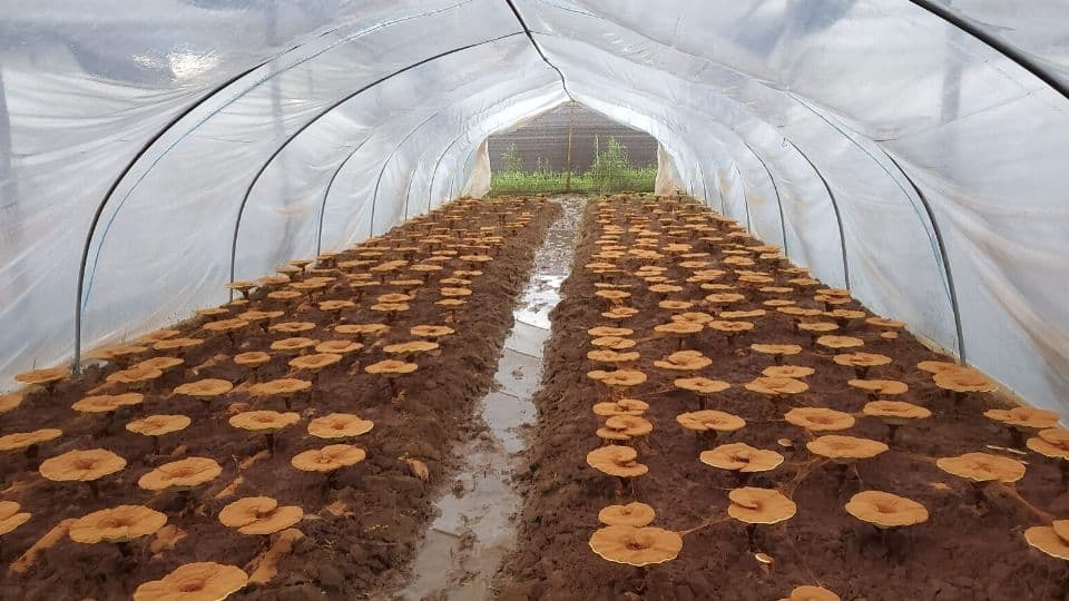 Real Mushrooms